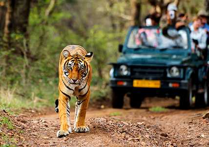 tiger tour in India